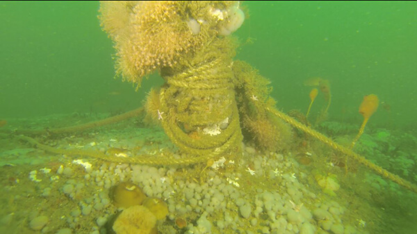 A rope wrapped around part of a shipwreck