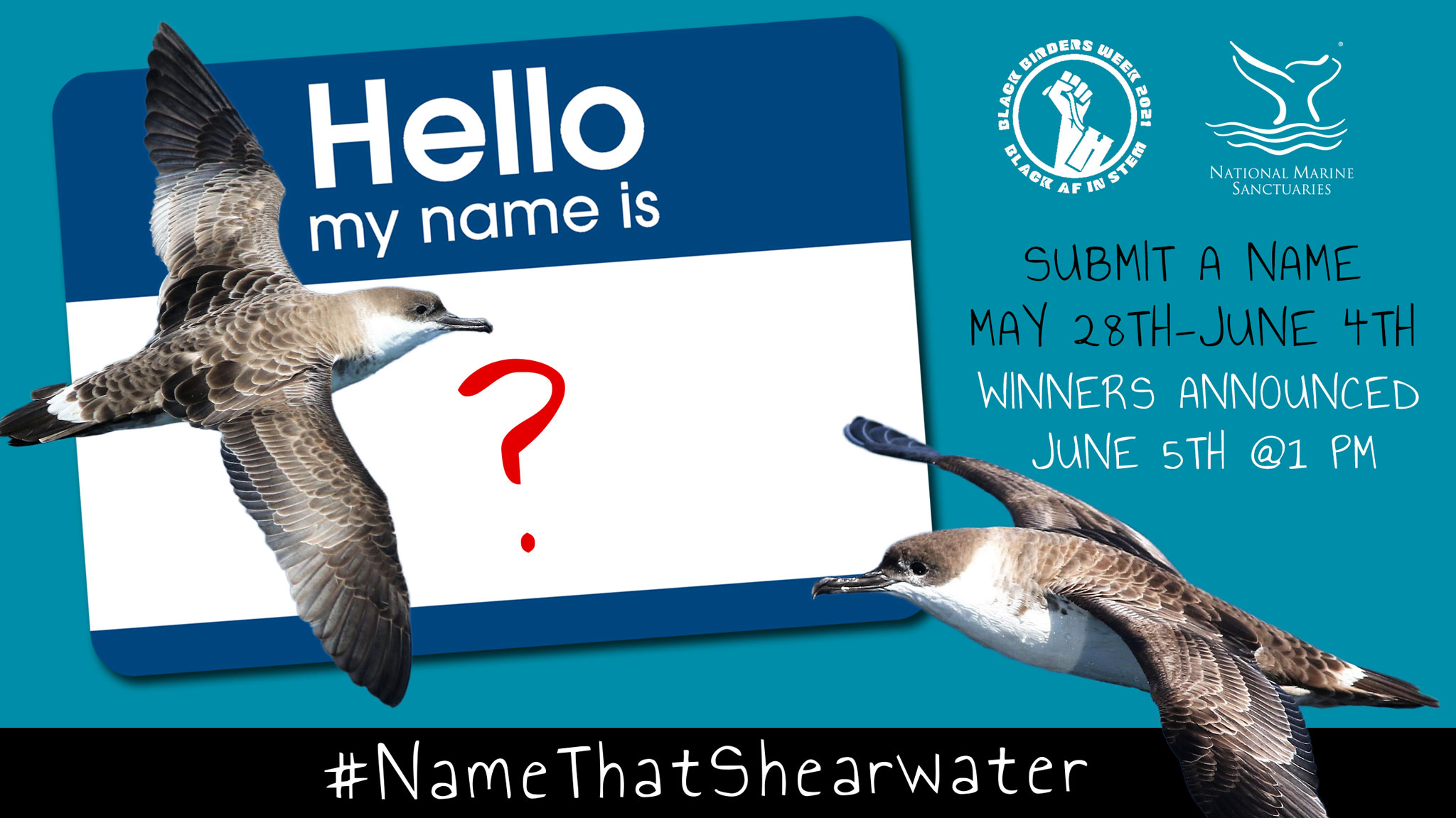 name that shearwater black birders week graphic