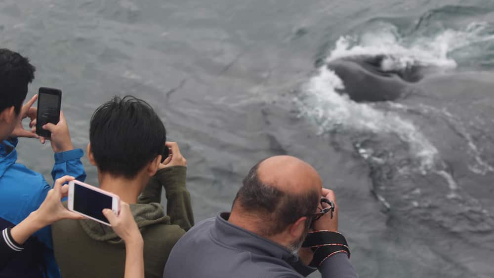 Whale watch passengers take photograph of a surfacing humpback whale
