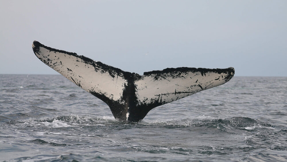 a whale tail