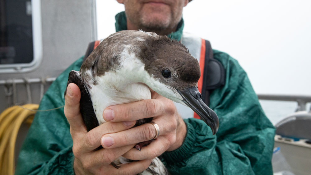 Shearwater being held with tag on
