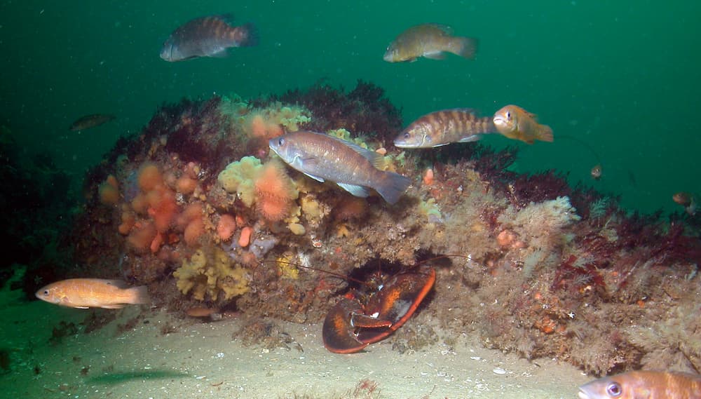 A lobster inside a reef