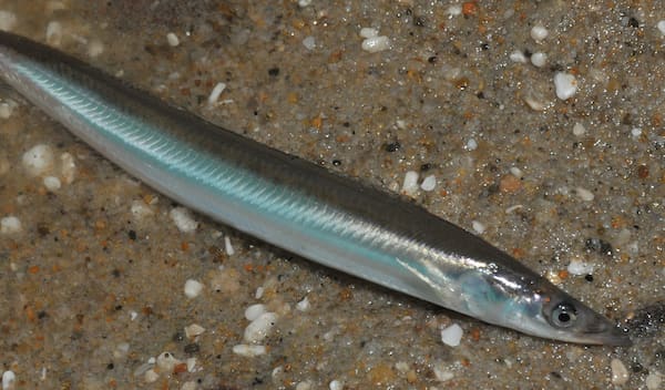 A northern sandlance laying down on the floor of the ocean