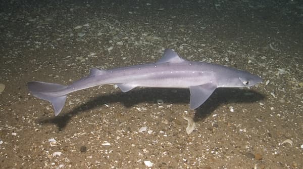 Spiny dogfish