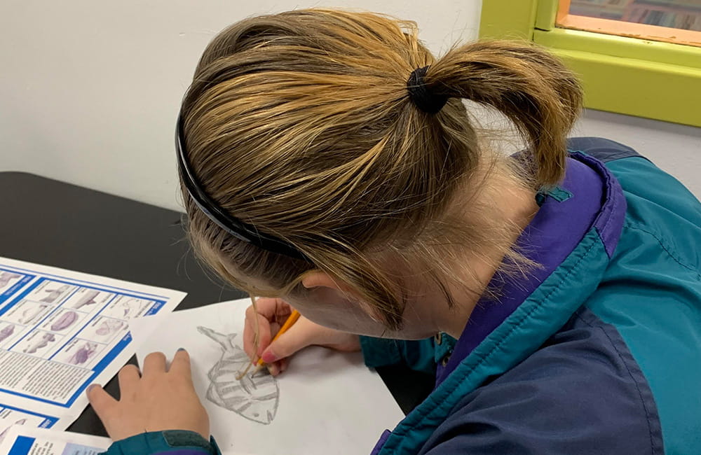 A student draws a marine fish based on local species